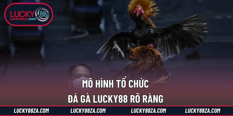 Mô hình tổ chức đá gà LUCKY88 rõ ràng 